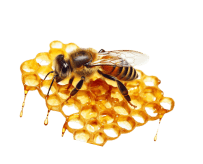 honey-bee